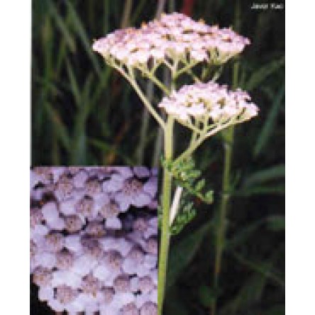 TSA ACHILLEA MILLEFOGLIE 50ML