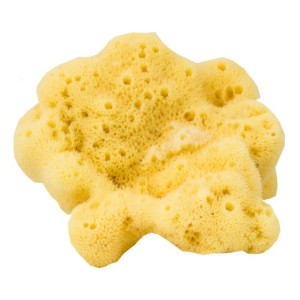 SPUGNA FINE DAMA 2SCELTA 9CM (Y9