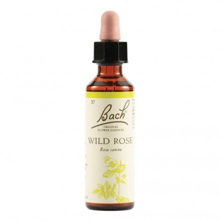 WILD ROSE BACH ORIG 20ML